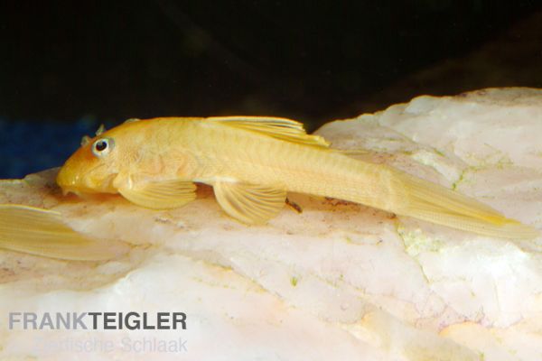L 144 Gelber Antennenwels / Ancistrus spec.